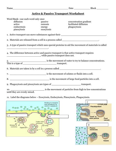 passive and active transport worksheet answers